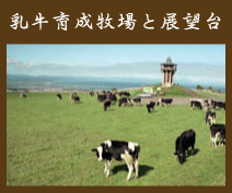 乳牛育成牧場と展望台